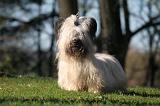 SKYE TERRIER 042